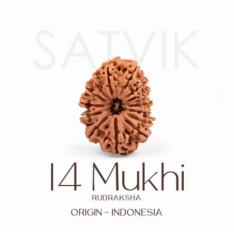 Certified 14 Mukhi Rudraksha Bead from Indonesia – Natural brown sacred bead for strength, intuition, and protection, used in Vedic rituals and spiritual healing. India’s Largest Brass Idols Brand - www.satvikstore.in