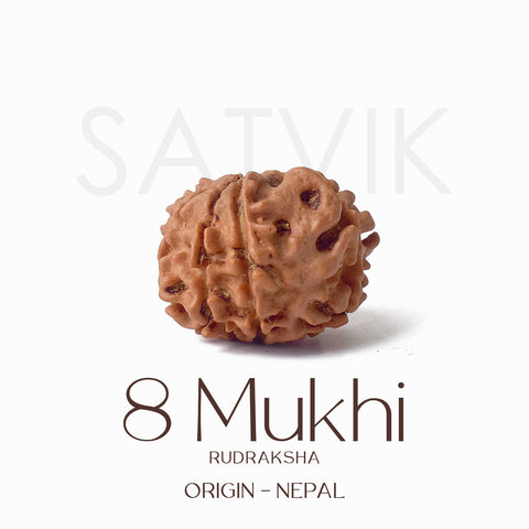Certified 8 Mukhi Rudraksha bead in natural brown color from Indo origin placed on red cloth for success, clarity, and spiritual protection. India’s Largest Pooja Accessories Brand - www.satvikstore.in