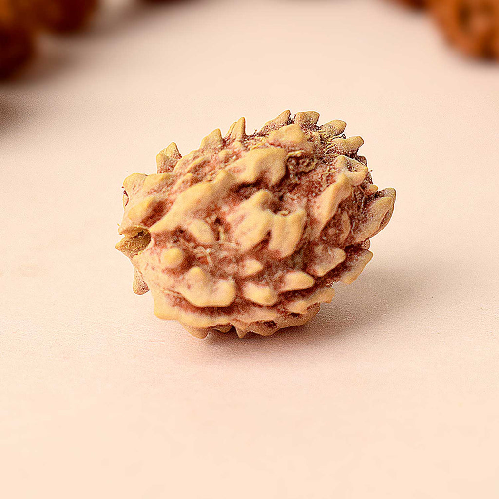 Certified 3 Mukhi Kantha Rudraksha Mala with light brown beads for spiritual healing, meditation, and emotional strength. India’s Largest Pooja Accessories Brand - www.satvikstore.in


