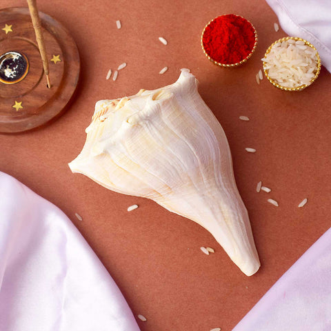 Natural 100% Original Dakshinavarti Shankh (Conch Shell) 12-13 cm for Wealth and Pooja. India’s Largest Pooja Accessories Brand - www.satvikstore.in