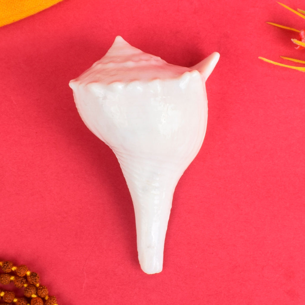 Regular Dakshinavarti Shankh (Conch Shell) used for daily pooja rituals, symbolizing prosperity and positive energy, placed on a decorative brass stand for spiritual and traditional worship purposes. India’s Largest Pooja Accessories Brand - www.satvikstore.in