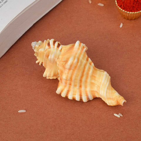 Ganesh Shankh (Cymatium lotorium) for wisdom, success, and spiritual protection – India’s Largest Pooja Accessories Brand – www.satvikstore.in