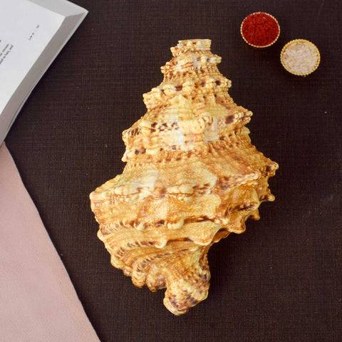 Sughosh Shankh (Bursa Bubo) for sacred sound and spiritual rituals – India’s Largest Pooja Accessories Brand – www.satvikstore.in

